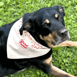 Black and tan dog wearing a white Yard Patrol bandana while lying in the grass in Columbia, TN