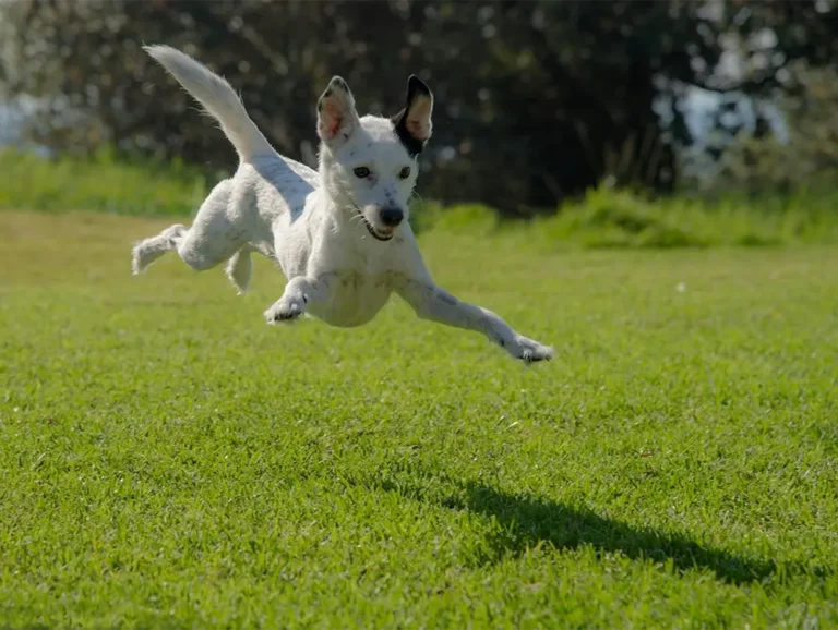 White dog mid-air leap across a clean, grassy backyard in Nashville, Tennessee