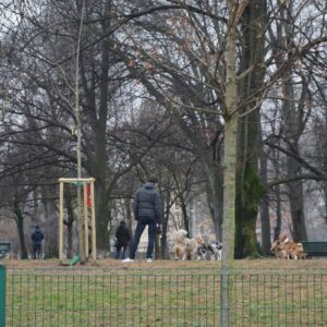 Commercial dog park in Franklin, TN with several dogs and people walking under leafless trees