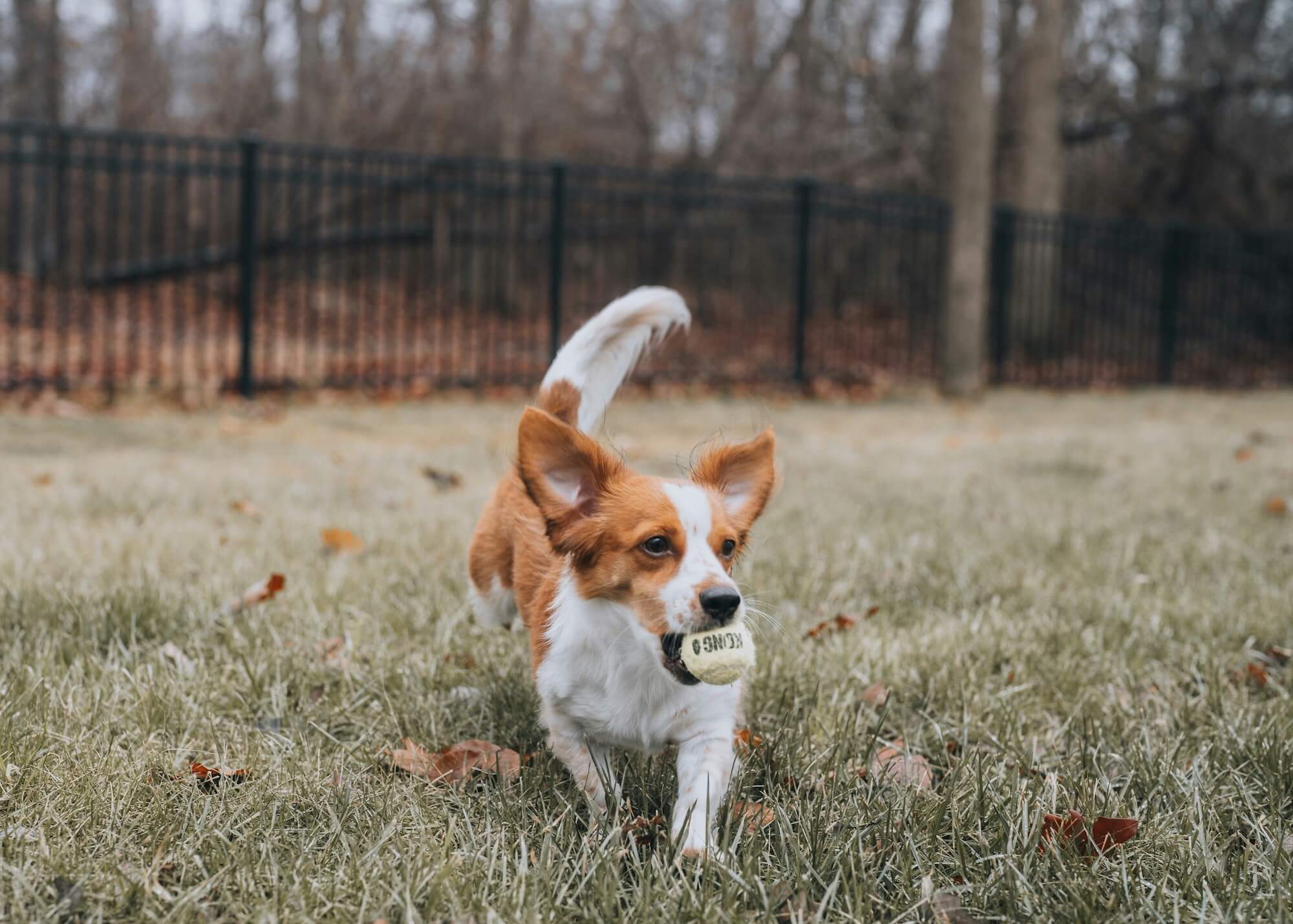 Dog in yard