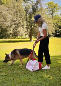 Yard Patrol tech completing poop scoop services while a German Shepherd sniffs the grass nearby.