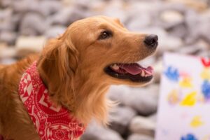 Golden retriever wearing a red bandana in a clean yard in Nashville TN after professional poop scoop service