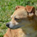 Small brown dog in grass in Spring Hill, TN