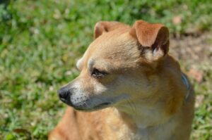 How Much Does Pet Waste Removal Cost in Spring Hill, TN? [2026 Pricing Guide]