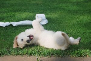 Happy white dog lying on green grass, playfully rolling in the yard.