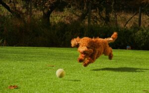 Small curly-haired dog chasing a tennis ball in a clean backyard in Franklin, TN after professional poop scoop service