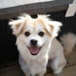 Small happy dog sitting on a clean deck in Thompson’s Station TN after pet waste pickup service