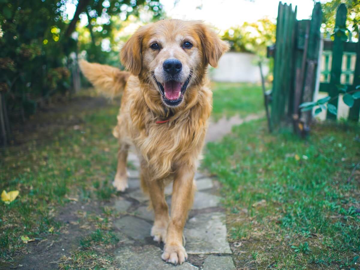 Dog Poop is a Health Hazard. Here’s Why Pet Owners Should Clean It Up Fast.