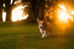 Dog running through a sunlit backyard in Nashville TN during fall