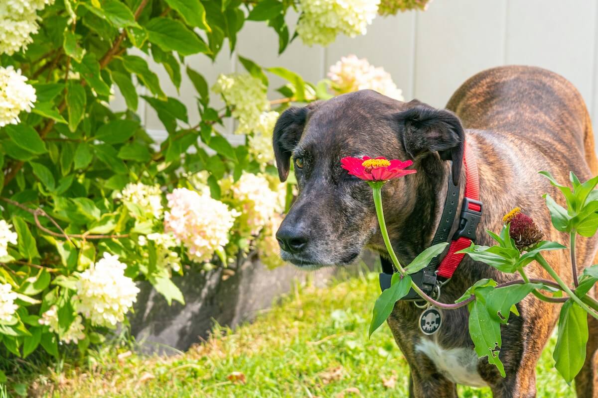 Black dog in a backyard near bushes sniffing the ground in Franklin TN