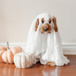 Cavalier King Charles Spaniel dressed as a ghost for Halloween, sitting with white pumpkins, representing fall pet waste cleanup in Middle Tennessee.