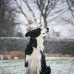 Border Collie dog standing in a snowy Nashville backyard during winter, looking up as snow falls, symbolizing the need for regular pet waste removal in cold months.