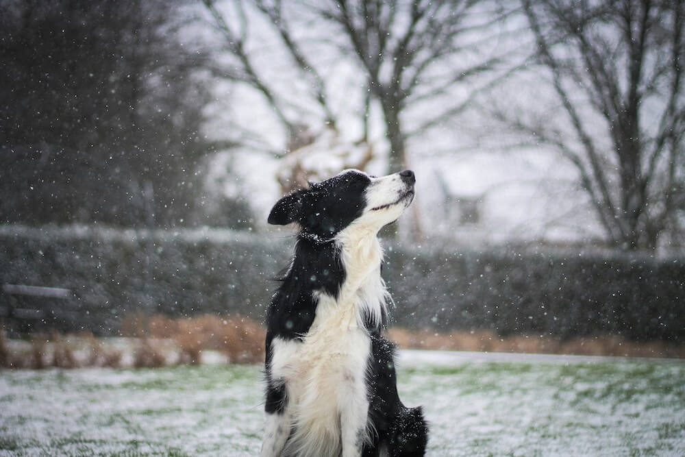 Border Collie dog standing in a snowy Nashville backyard during winter, looking up as snow falls, symbolizing the need for regular pet waste removal in cold months.