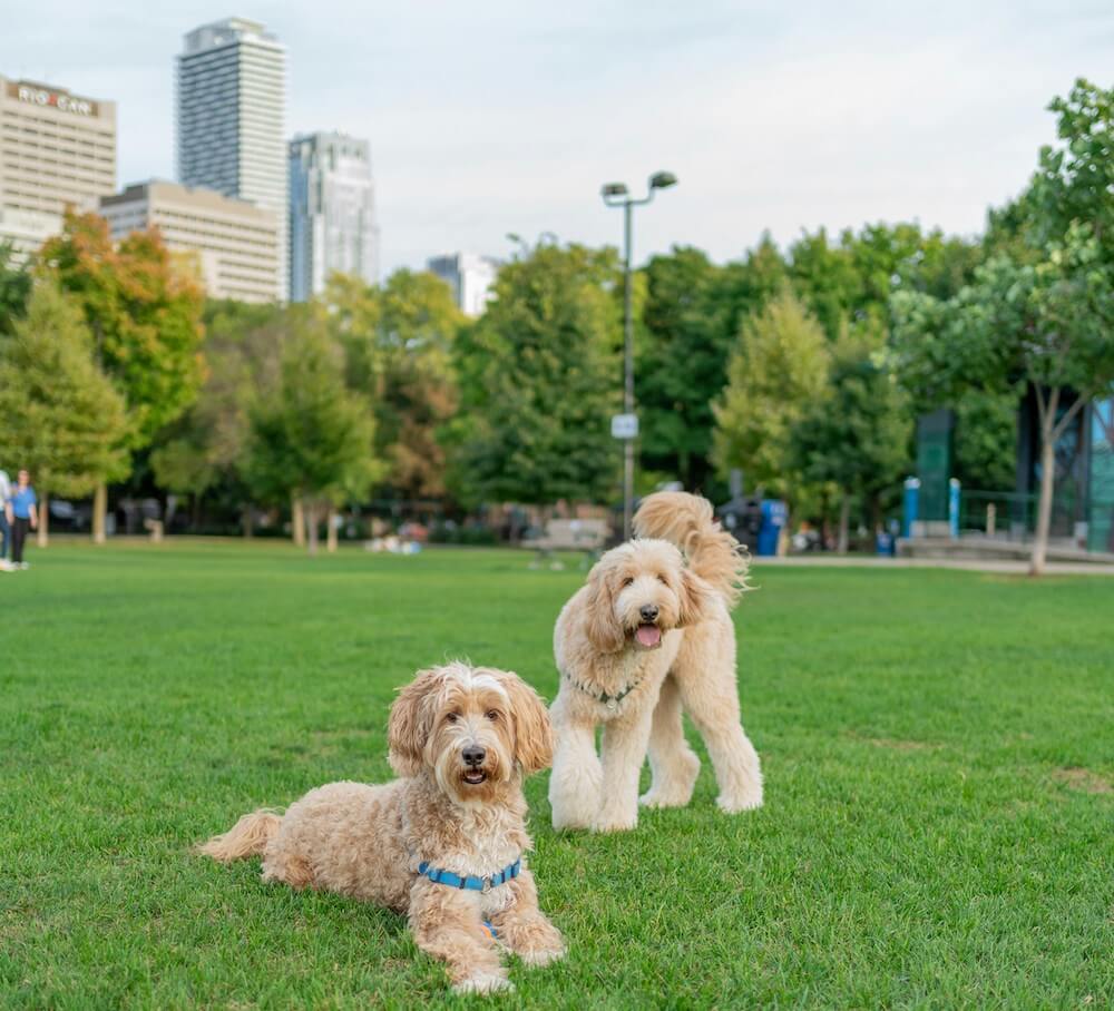 Commercial Pet Waste Removal: The Complete Guide for Property Managers, Businesses, and HOAs