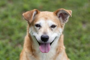 Smiling senior dog in a grassy backyard representing Yard Patrol's pet waste removal service areas in Middle Tennessee
